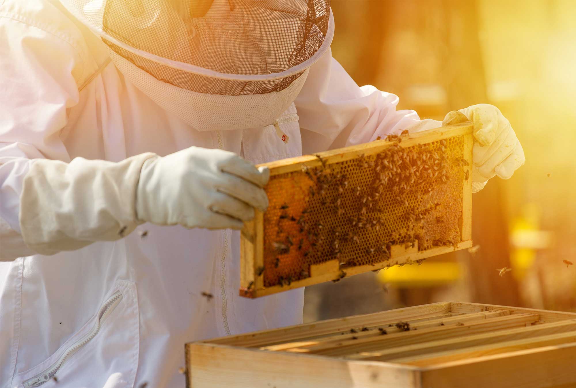 Cook & Beals For Your Honey Processing Needs